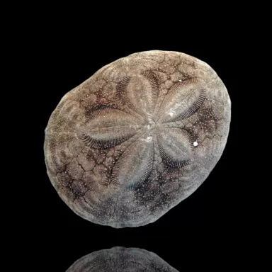 Clypeasteroida sp. oder Sanddollar kaufen? | Coralandfishstore.nl