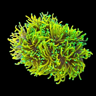 WYSIWYG 637 Euphyllia glabrescens golden torch 7 koppen