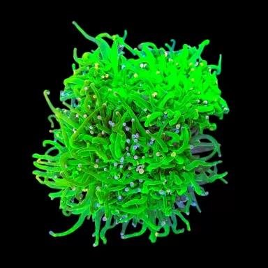 WYSIWYG 638 Euphyllia glabrescens green pink purple tips 4 koppen