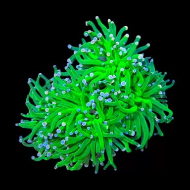WYSIWYG 639 Euphyllia glabrescens green pink purple tips 5 koppen