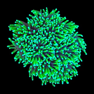 WYSIWYG 641 Euphyllia cristata 7 koppen