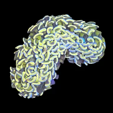 WYSIWYG 642 Euphyllia ancora yellow M-size