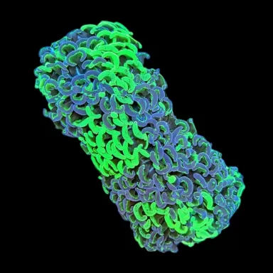 WYSIWYG 645 Euphyllia ancora two tone M-size