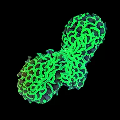 WYSIWYG 646 Euphyllia ancora green M-size