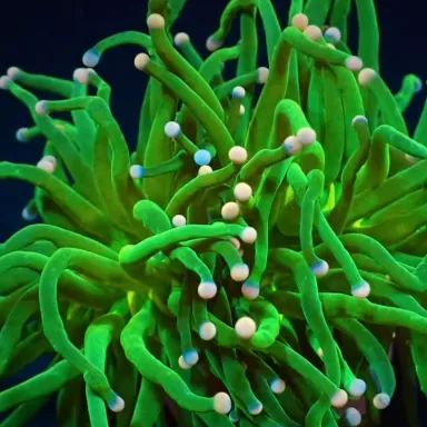 Möchten Sie Zuckerwatte von Euphyllia glabrescens kaufen? | Coralandfishstore.nl