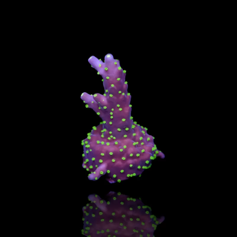 Acropora nana kaufen | Coralandfishstore.nl