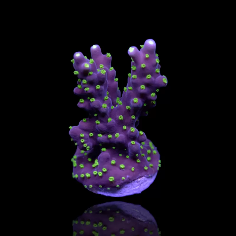 Acropora nana kaufen | Coralandfishstore.nl