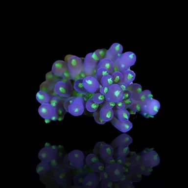 Acropora nana kaufen | Coralandfishstore.nl