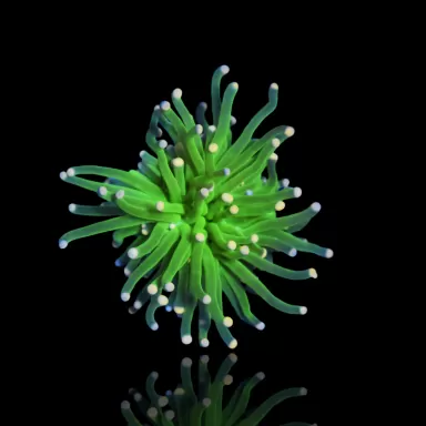 Möchten Sie Zuckerwatte von Euphyllia glabrescens kaufen? | Coralandfishstore.nl