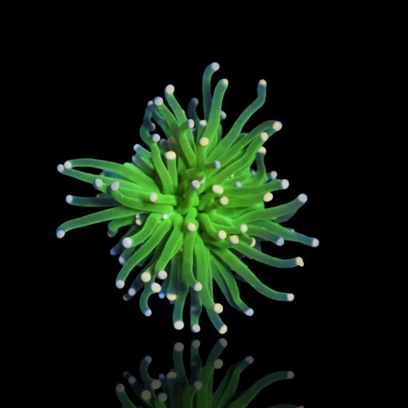 Euphyllia glabrescens cotton candy kopen? | Coralandfishstore.nl