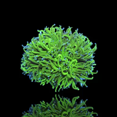 Euphyllia glabrescens Heidelbeere, ultragrün/blaue Spitze | Coralandfishstore.nl
