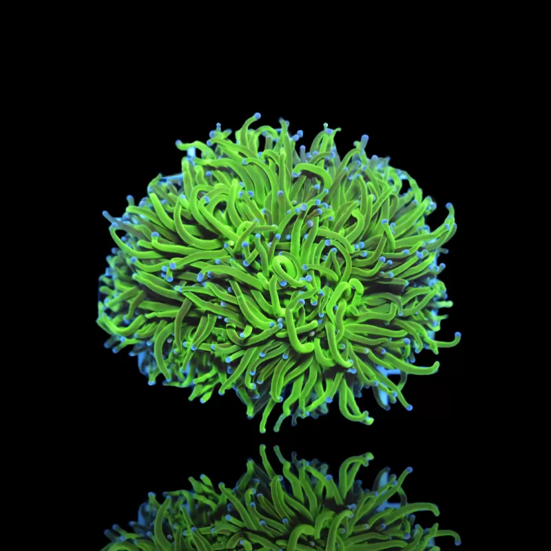 Euphyllia glabrescens blueberry ultra green/blue tip | Coralandfishstore.nl