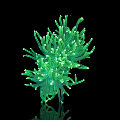 Euphyllia glabrescens lemon lime kopen? | Coralandfishstore.nl