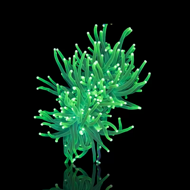 Euphyllia glabrescens lemon lime kopen? | Coralandfishstore.nl