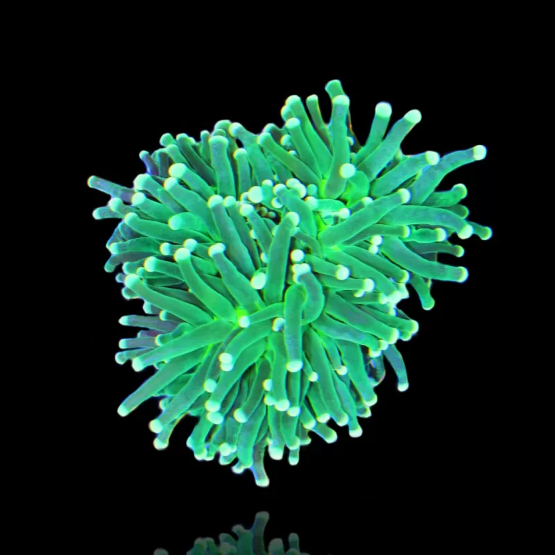 Euphyllia glabrescens lemon lime kopen? | Coralandfishstore.nl