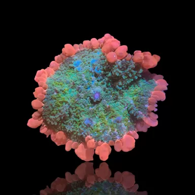 Möchten Sie Rhodactis Frankenstein kaufen? | Coralandfishstore.nl