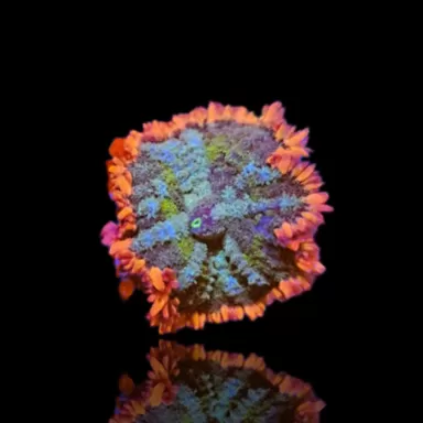 Möchten Sie Rhodactis Frankenstein kaufen? | Coralandfishstore.nl