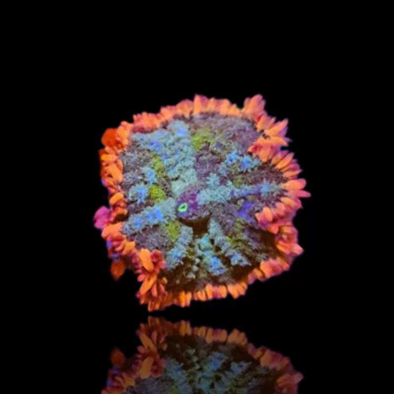 Möchten Sie Rhodactis Frankenstein kaufen? | Coralandfishstore.nl