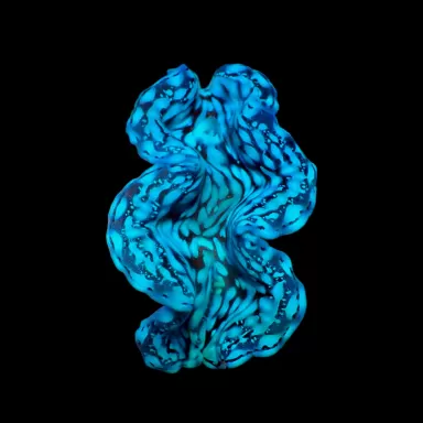 Tridacna squamosa kaufen | Coralandfishstore.nl