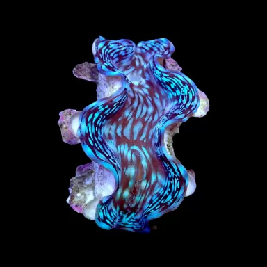 Tridacna squamosa kaufen | Coralandfishstore.nl