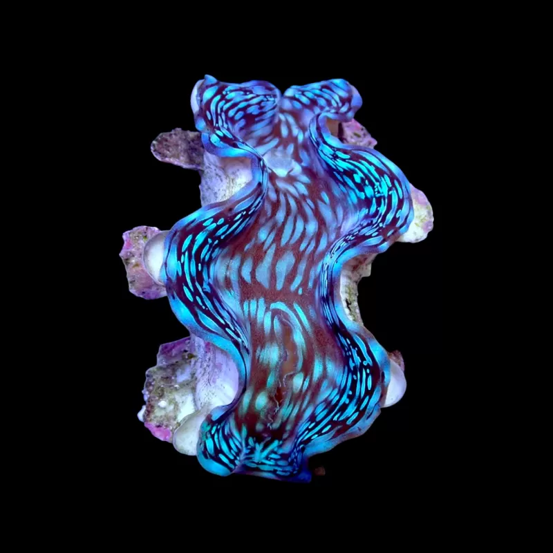 Tridacna squamosa kaufen | Coralandfishstore.nl