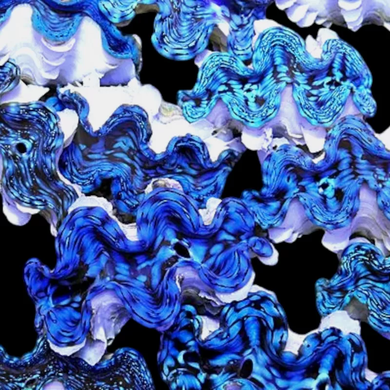 Tridacna squamosa kaufen | Coralandfishstore.nl