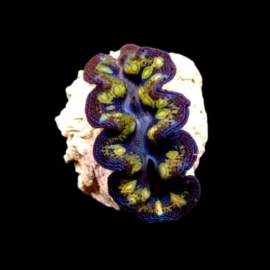 Möchten Sie Tridacna crocea Ultra Grade kaufen?| Coralandfishstore.nl