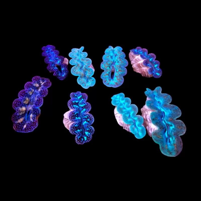 Möchten Sie Tridacna crocea Ultra Grade kaufen?| Coralandfishstore.nl