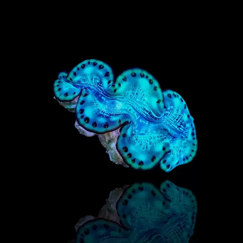 Tridacna maxima ultra blue S+M combi deal