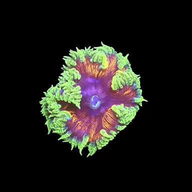 Epicystis crucifer green with orange center