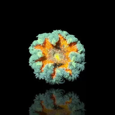 Epicystis crucifer green with orange center