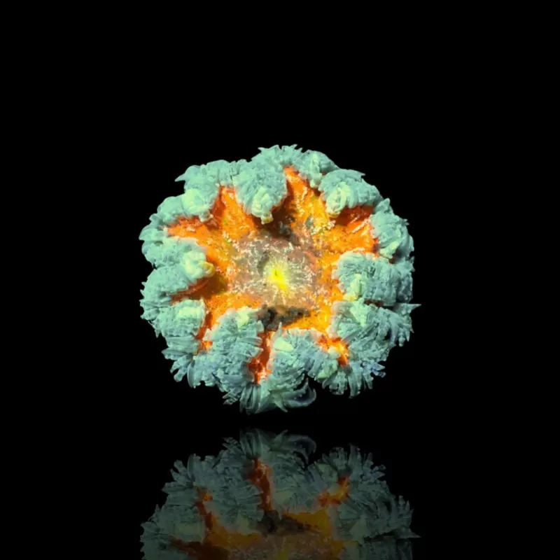 Epicystis crucifer green with orange center