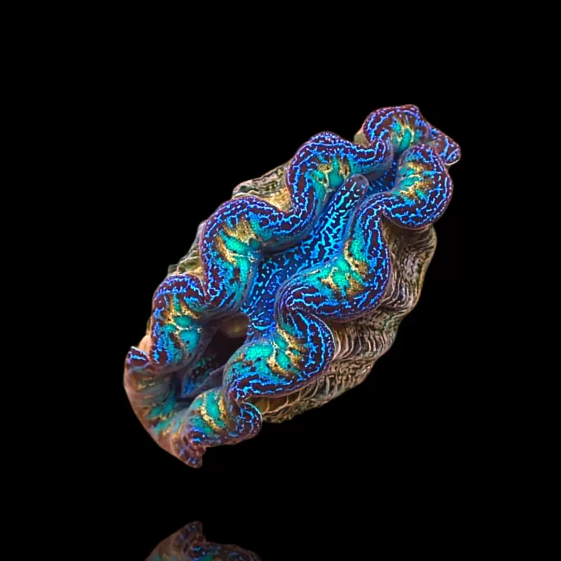 Tridacna crocea ultra grade kopen?| Coralandfishstore.nl