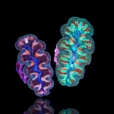 Möchten Sie Tridacna crocea Ultra Grade kaufen?| Coralandfishstore.nl