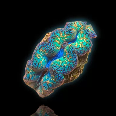 Möchten Sie Tridacna crocea Ultra Grade kaufen?| Coralandfishstore.nl