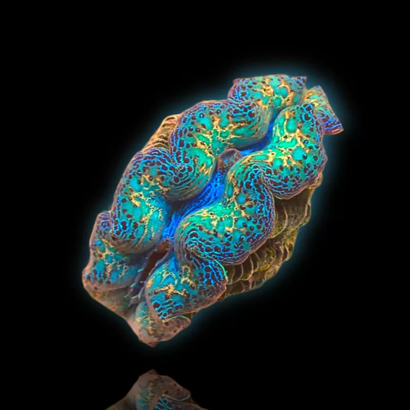 Tridacna crocea ultra grade kopen?| Coralandfishstore.nl