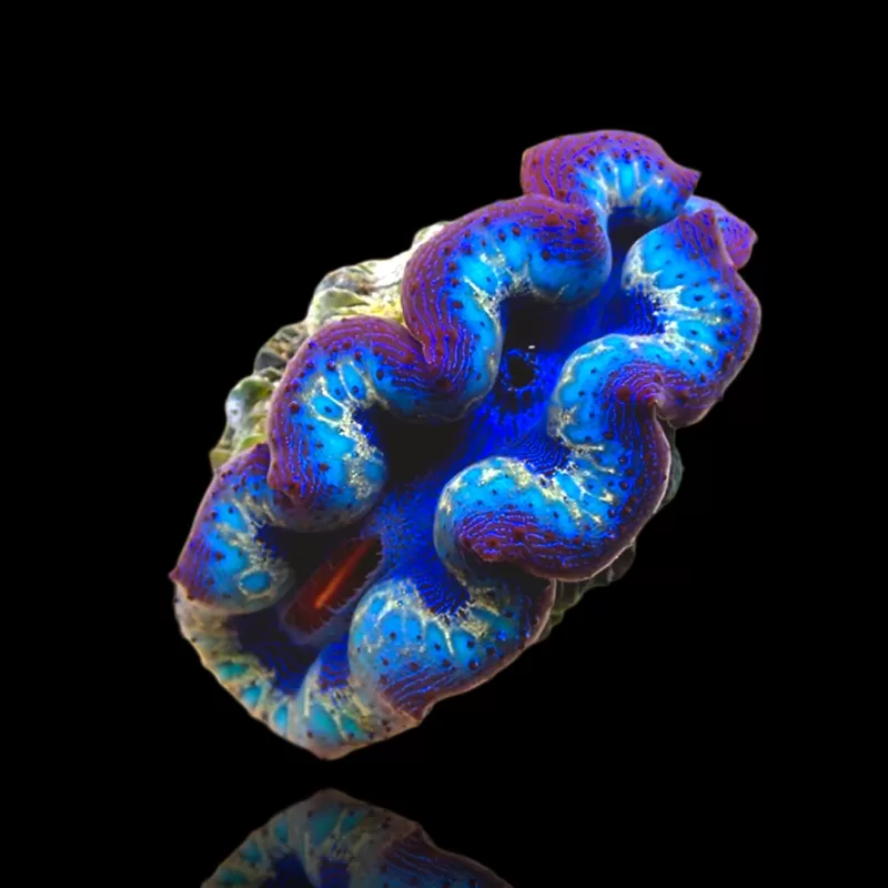 Möchten Sie Tridacna crocea Ultra Grade kaufen?| Coralandfishstore.nl