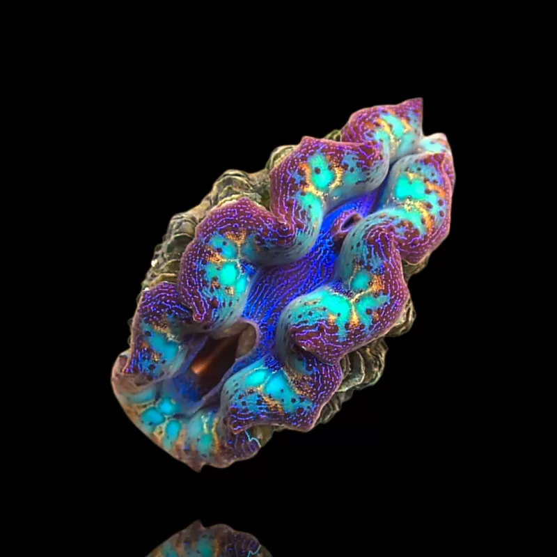 Tridacna crocea ultra grade kopen?| Coralandfishstore.nl