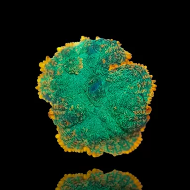 Rhodactis Green - Orange Rim