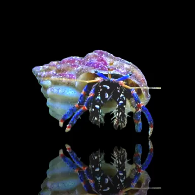 Clibanarius sp. - Einsiedlerkrebs