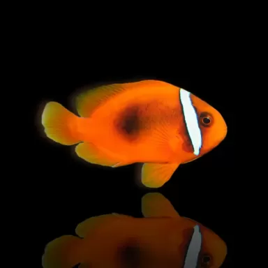 Amphiprion frenatus Tank Bred