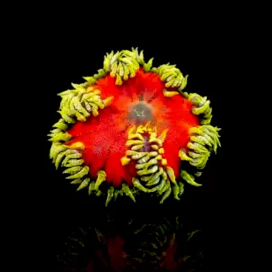 Epicystis crucifer green with red center