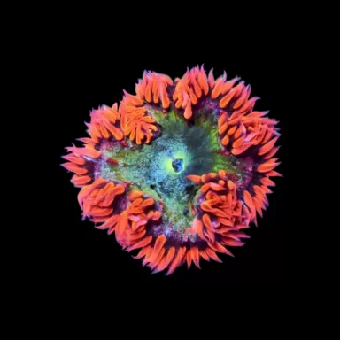 Epicystis crucifer rot mit grüner Mitte