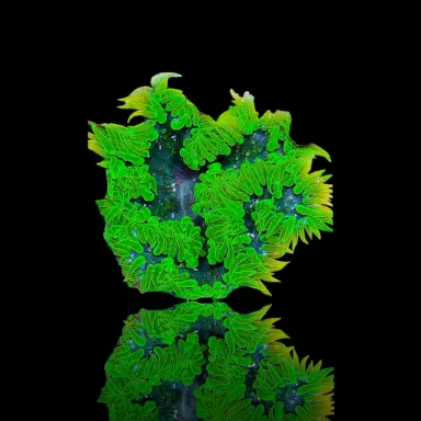 Epicystis crucifer grün