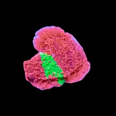 Montipora red green crafted