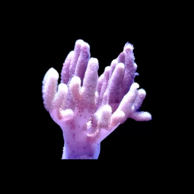 Sinularia asterolobata pink green