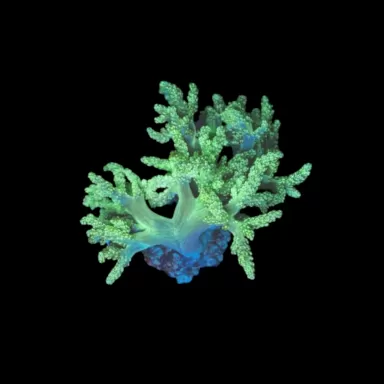 Capnella Keniabaum grün XL ca. 20cm