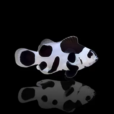 Amphiprion ocellaris black storm