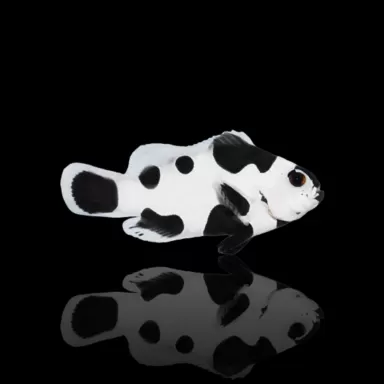 Amphiprion ocellaris black storm kopen? | Coralandfishstore.nl