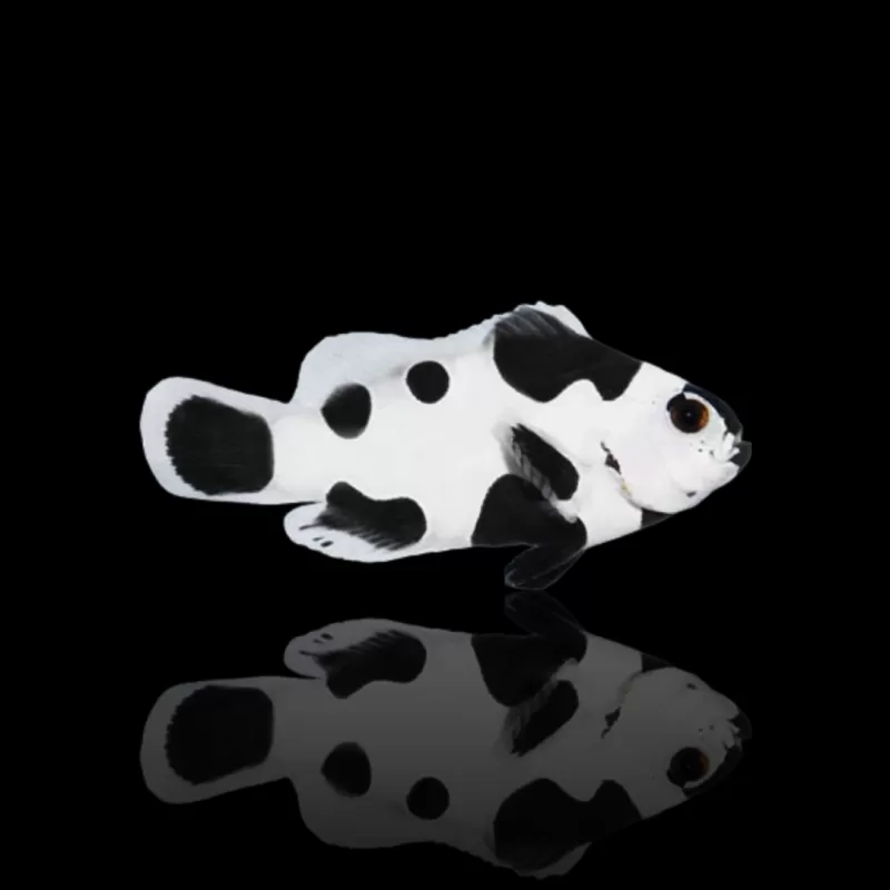 Amphiprion ocellaris black storm kopen? | Coralandfishstore.nl